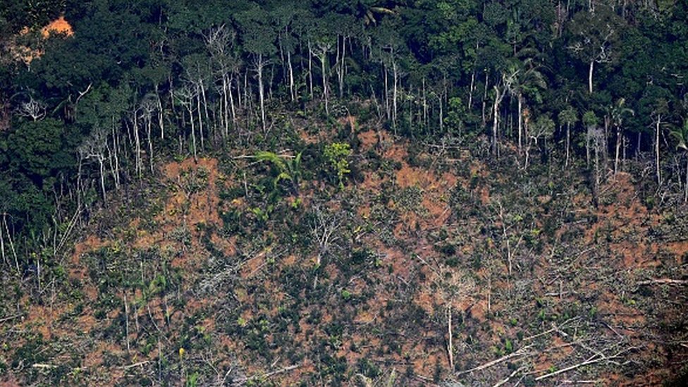Životinje i priroda: Amazonski orao ima male šanse da preživi uništavanje prašuma 2 Aerial picture showing a deforested piece of land in the Amazon rainforest in Brazil in 2019