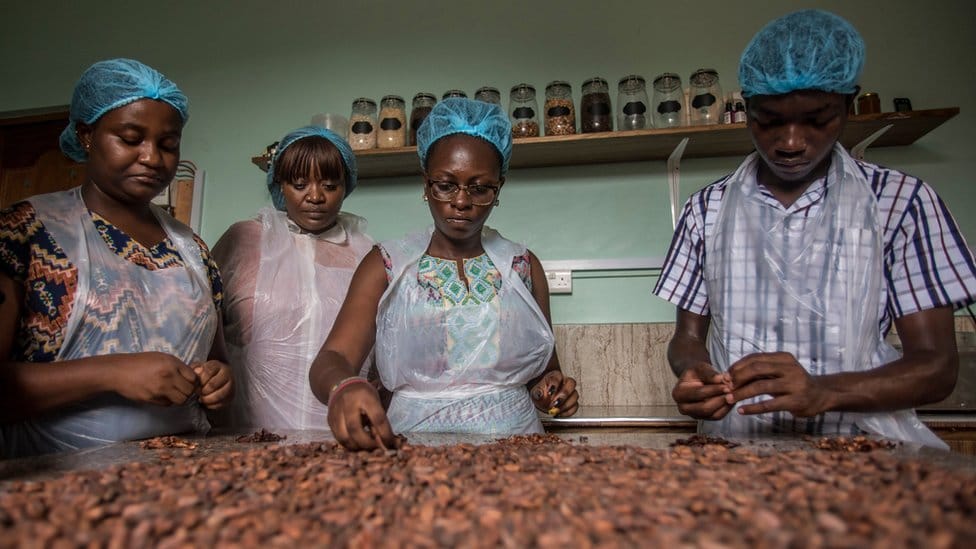 Workers sorting cocoa beans