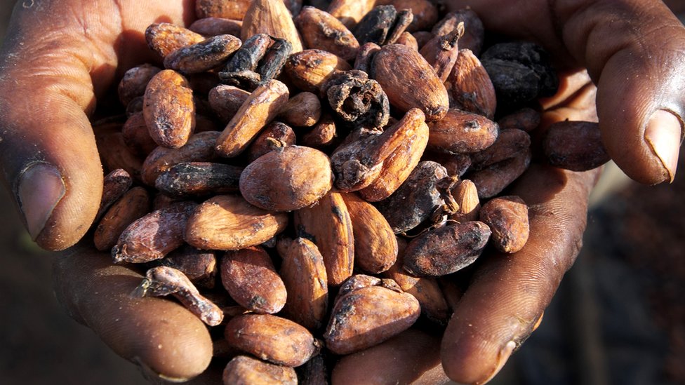 A hand holding cocoa beans