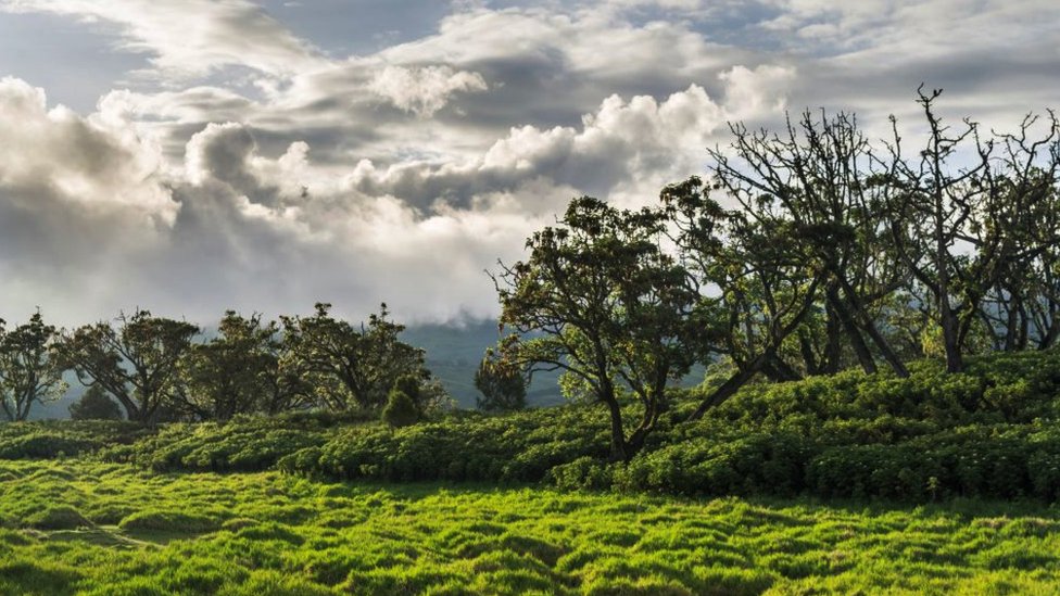 Panoramic view of Mount Kenya national park in the highlands of central Kenya.