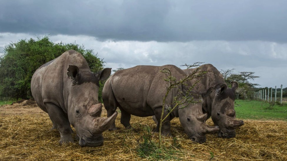 Životinje: Vantelesna oplodnja, surogat majčinstvo i ćelije kože - kako naučnici pokušavaju da spasu severnog belog nosoroga od izumiranja 8 Najin and Fatu grazing with a southern white rhino female at Ol Pejeta nature reserve.