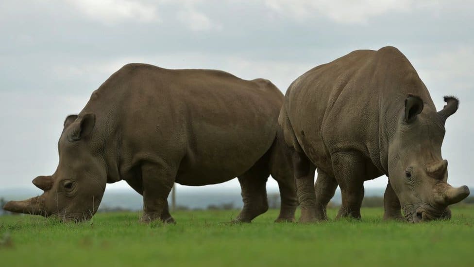 Životinje: Vantelesna oplodnja, surogat majčinstvo i ćelije kože - kako naučnici pokušavaju da spasu severnog belog nosoroga od izumiranja 9 Najin and Fatu grazing in open pasture.