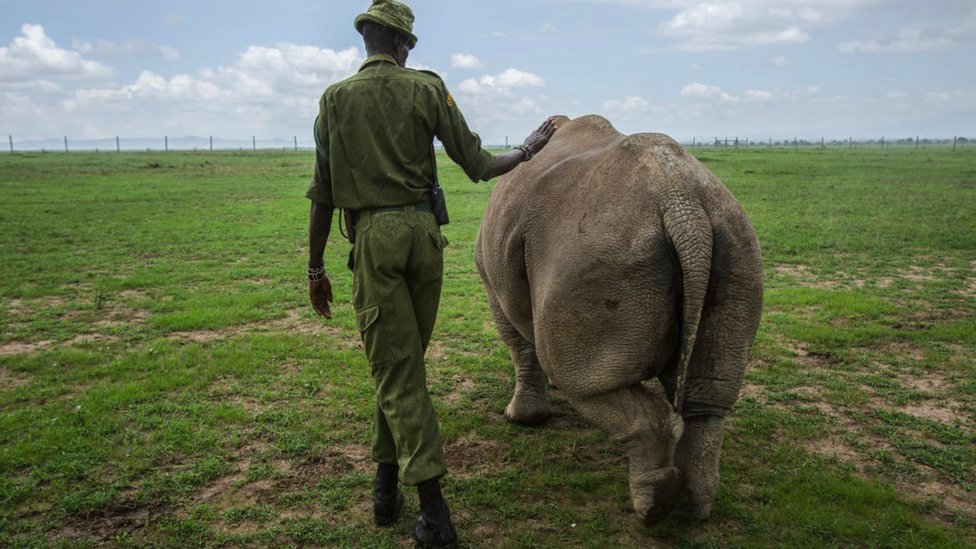 Životinje: Vantelesna oplodnja, surogat majčinstvo i ćelije kože - kako naučnici pokušavaju da spasu severnog belog nosoroga od izumiranja 4 Najin or Fatu being led into a pasture by a caretaker