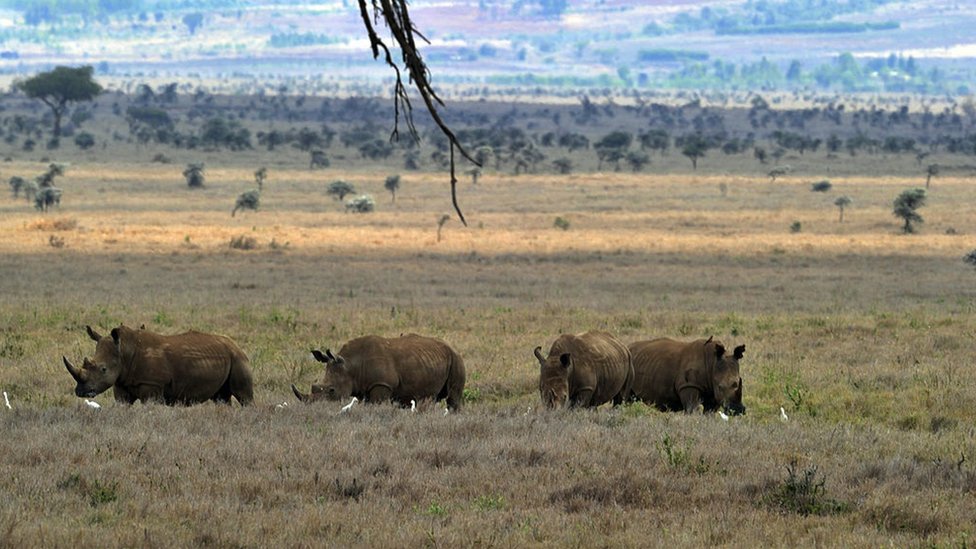 A herd Rhinocerus (not white rhinos though!) pasture in the savanah at the Lewa Wildlife Conservancy on December 9, 2010.