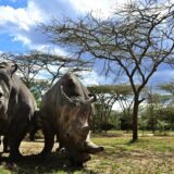 Životinje: Vantelesna oplodnja, surogat majčinstvo i ćelije kože - kako naučnici pokušavaju da spasu severnog belog nosoroga od izumiranja 5