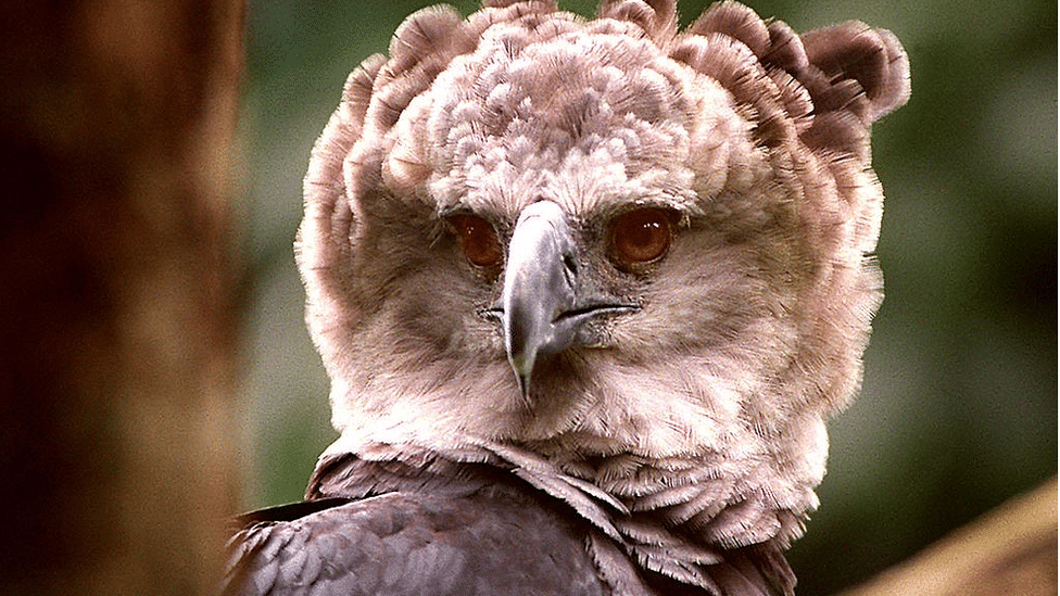 Životinje i priroda: Amazonski orao ima male šanse da preživi uništavanje prašuma 1 Harpy eagle