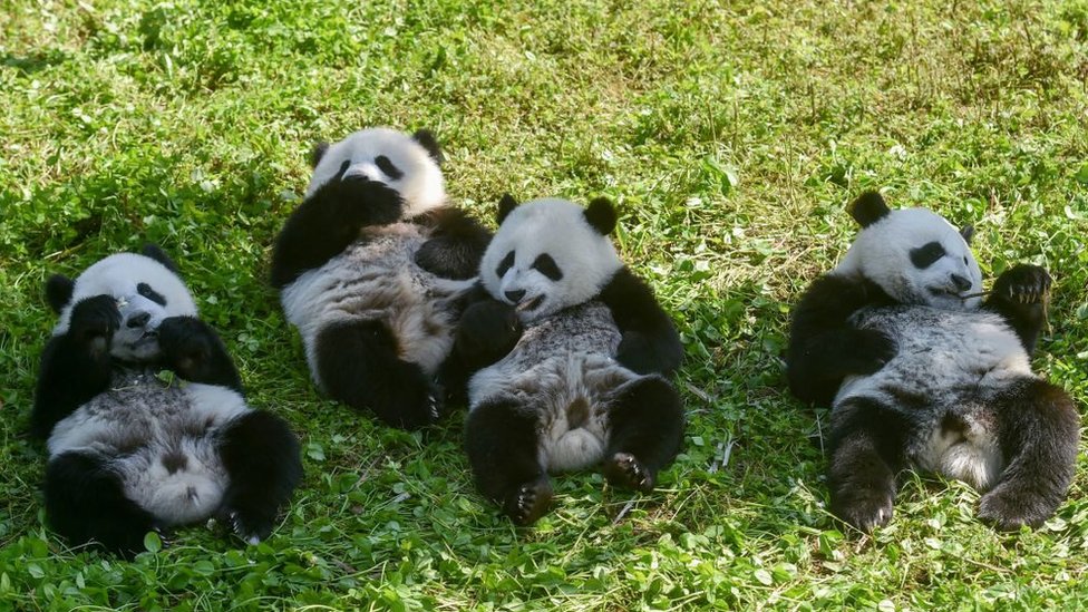 Životinje, priroda i Kina: Džinovske pande više nisu ugrožene, ali su i dalje ranjive 1 his photo taken on June 13, 2019 shows panda cubs (L-R) Linlang, Shenbinzai, Meimei and Hehe eating in the Shenshuping panda base of the Wolong National Nature Reserve in Wenchuan, China's southwestern Sichuan province