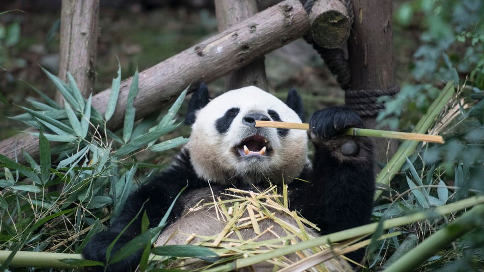 Životinje, priroda i Kina: Džinovske pande više nisu ugrožene, ali su i dalje ranjive 2 A giant panda eats bamboo at Chengdu Research Base of Giant Panda Breeding