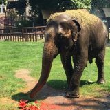 Životinje i Beograd: Ko su najmlađi stanovnici Zoološkog vrta - „Ovo je kao Nojeva barka" 4