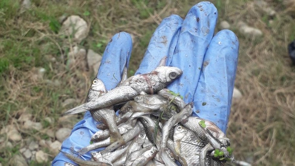 Srbija i ekologija: Pomor ribe u reci Kolubari - „Ljudska bahatost prečesto košta prirodu" 2 kolubara