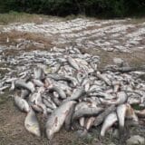 Srbija i ekologija: Pomor ribe u reci Kolubari - „Ljudska bahatost prečesto košta prirodu" 7