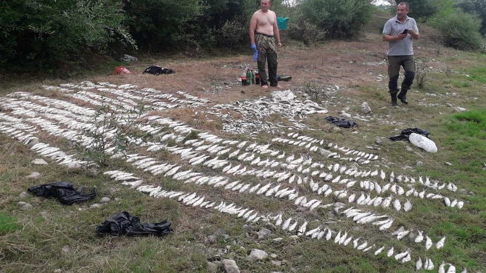 Srbija i ekologija: Pomor ribe u reci Kolubari - „Ljudska bahatost prečesto košta prirodu" 4 valjevo