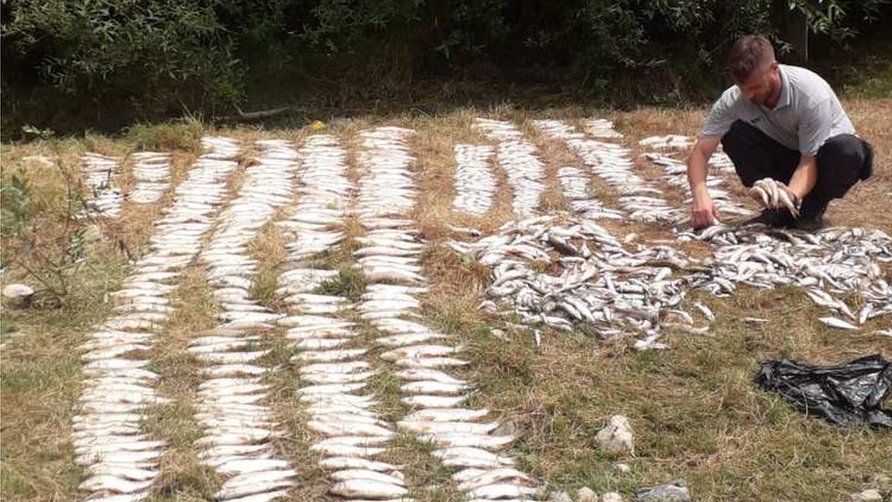 Srbija i ekologija: Pomor ribe u reci Kolubari - „Ljudska bahatost prečesto košta prirodu" 3 kolubara