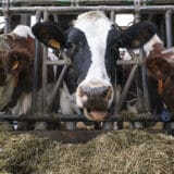 Mnogi mali proizvođači mleka neće preživeti, sve manje krava u Srbiji 2