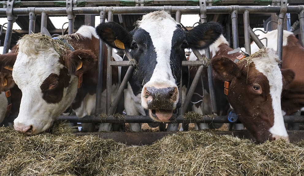 Mnogi mali proizvođači mleka neće preživeti, sve manje krava u Srbiji 1
