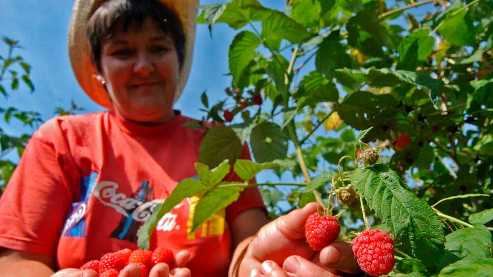 Maline su znoj, trnje u prstima i briga u grudima 1
