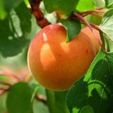 Sezona kajsija u zrenjaninskim tržnicama 5