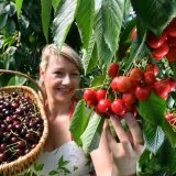 Cene voća 12 odsto niže nego 2020, ali i dalje dobre 6