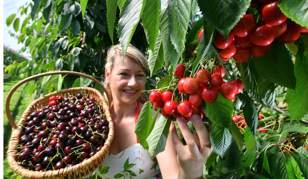Cene voća 12 odsto niže nego 2020, ali i dalje dobre 1