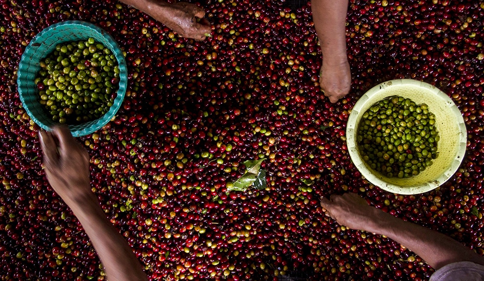 Coffee Plantation in Bondowoso