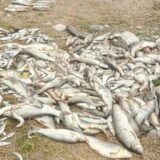 Riba u Kolubari potrovana amonijakom, sumnja se na obližnju fabriku 3