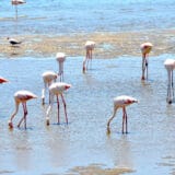 Afrika (4): Voda crvenija od neba 2