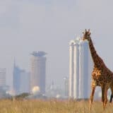 Afrika (6): Borba između prirode i novih gradova 12