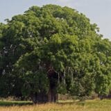 Afrika (5): Pod čudesnom krošnjom baobaba 13