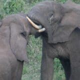 Afrika: (2) Među slonovima i lavovima 15
