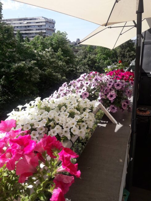 Proglašeni pobednici u tradicionalnoj akciji 'Za zeleniji Beograd' 11