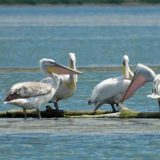 Povratak kudravog pelikana u Srbiju posle više od jednog veka 2