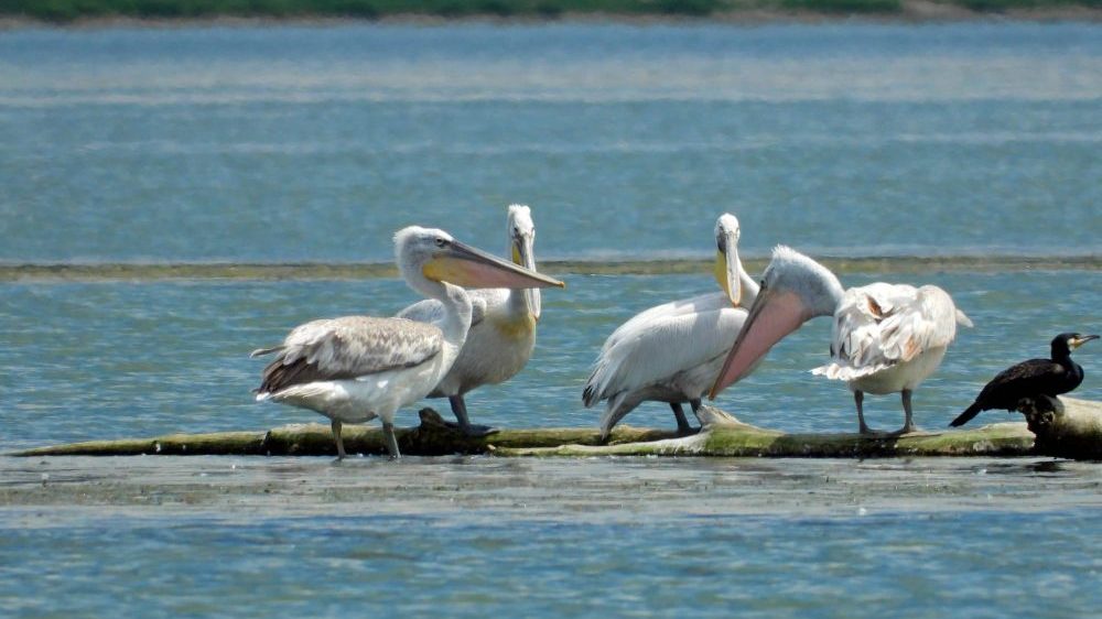 Povratak kudravog pelikana u Srbiju posle više od jednog veka 1