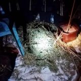 Laboratorija za uzgoj marihuane na tavanu u okolini Topole 2