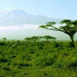 Afrika (3): Skriveni zvuci divljine 10