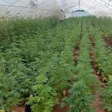 Peticiju za legalizaciju marihuane u Crnoj Gori potpisalo više od 6.000 građana: Inicijativa ide u Skupštinu 7