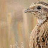 Društvo za zaštitu i proučavanje ptica Srbije: Vreme da se zaustavi krivolov 15