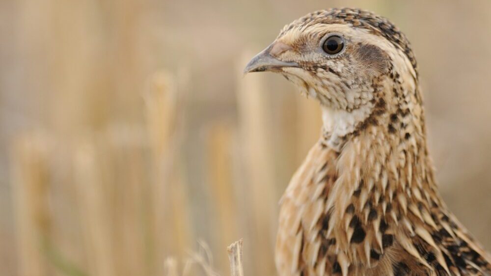 Kako su prepelice postale meta u Srbiji 1