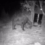 Aleksandrovac: Medved heroj koji plaši kradljivce malina (FOTO) 6