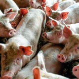 Proizvođači svinja: Evropa ima višak svinjskog mesa i izvozi prasiće u Srbiju 3