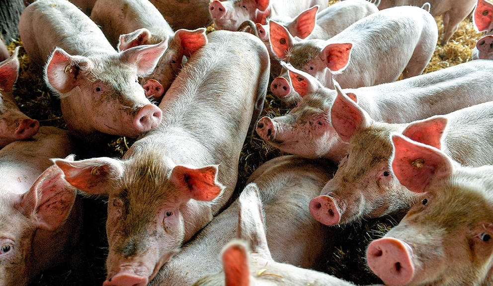 Proizvođači svinja: Evropa ima višak svinjskog mesa i izvozi prasiće u Srbiju 1