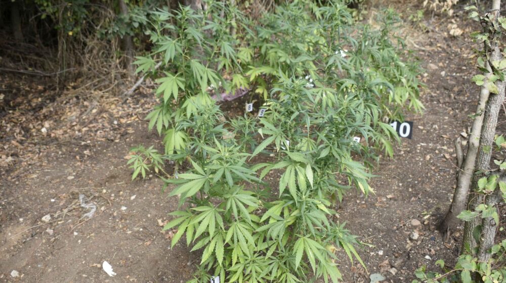 Pirot: Uhapšen zbog zasada indijske konoplje 1