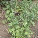 Pirot: Uhapšen zbog zasada indijske konoplje 9