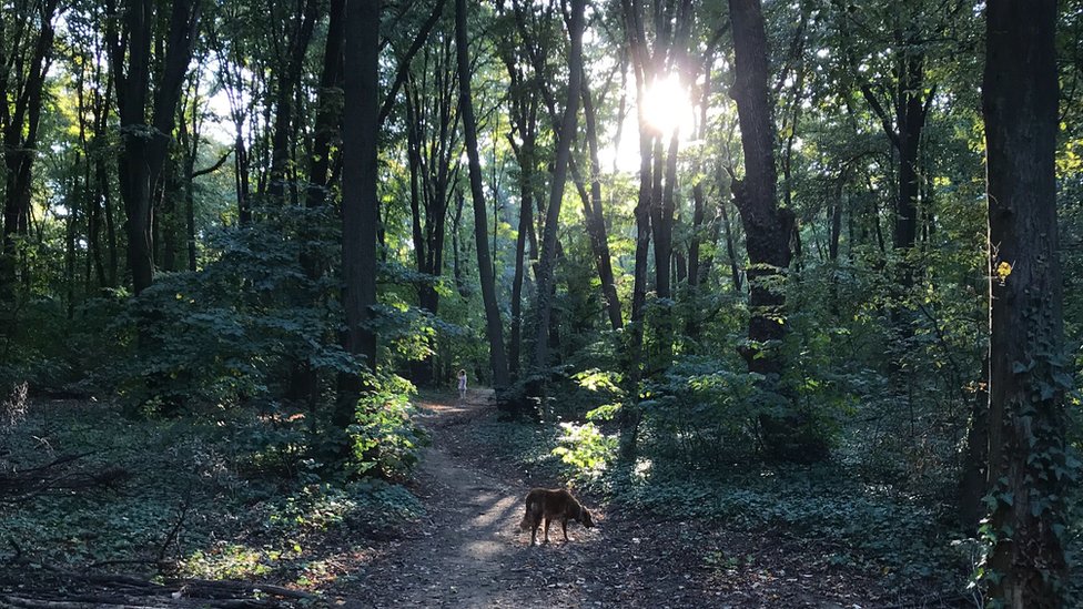 Srbija, priroda i požari: Zašto dolazi do šumskih požara 3 Košutnjak