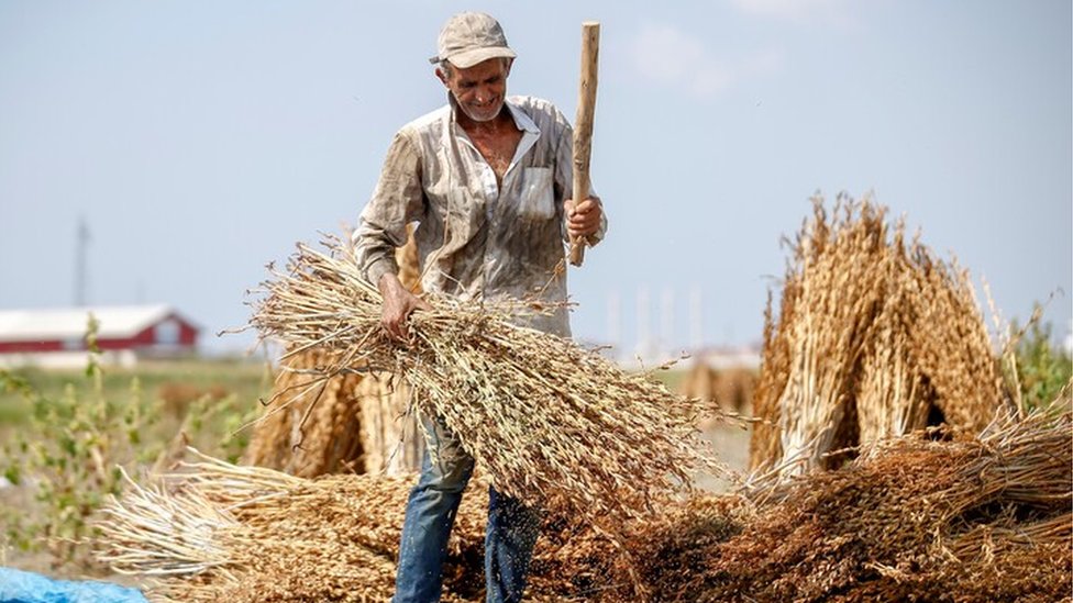 Etilen oksid, sladoled i Srbija: Šta je to jedinjenje i ostavlja li posledica po zdravlje 2 susam, poljoprivrednik