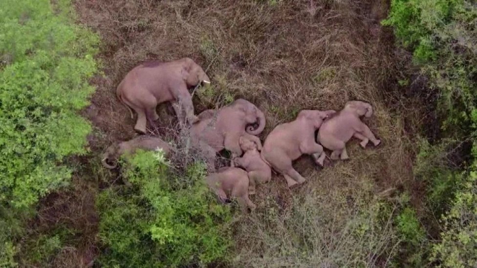 Korišćeni su dronovi za praćenje slonova