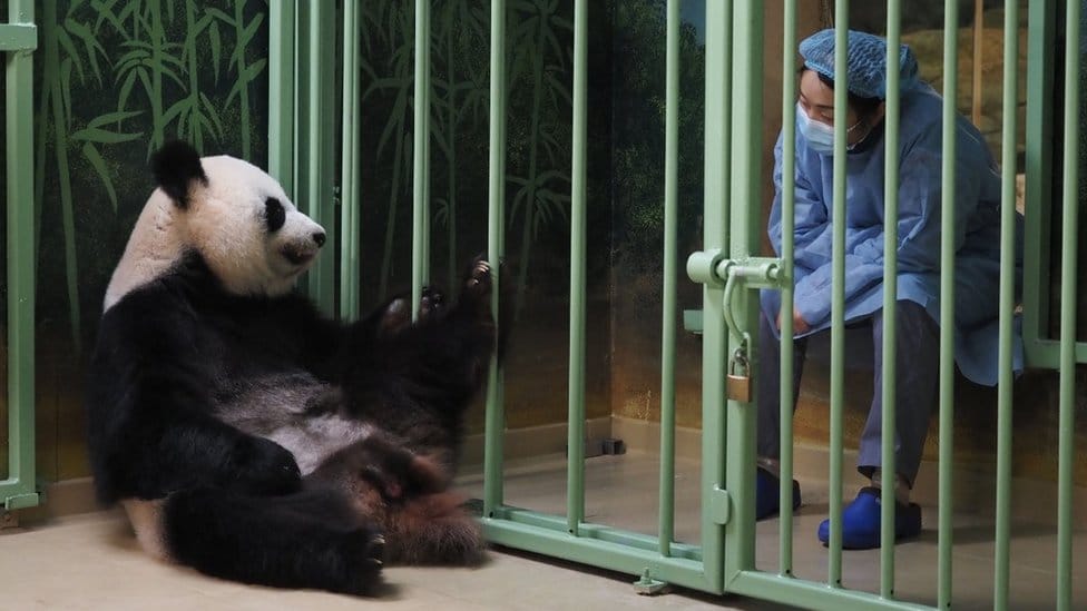 Huan Huan giant panda with the vet during her labour