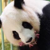 Francuska i životinje: Dva mladunčeta pande rođena u zoološkom vrtu 11