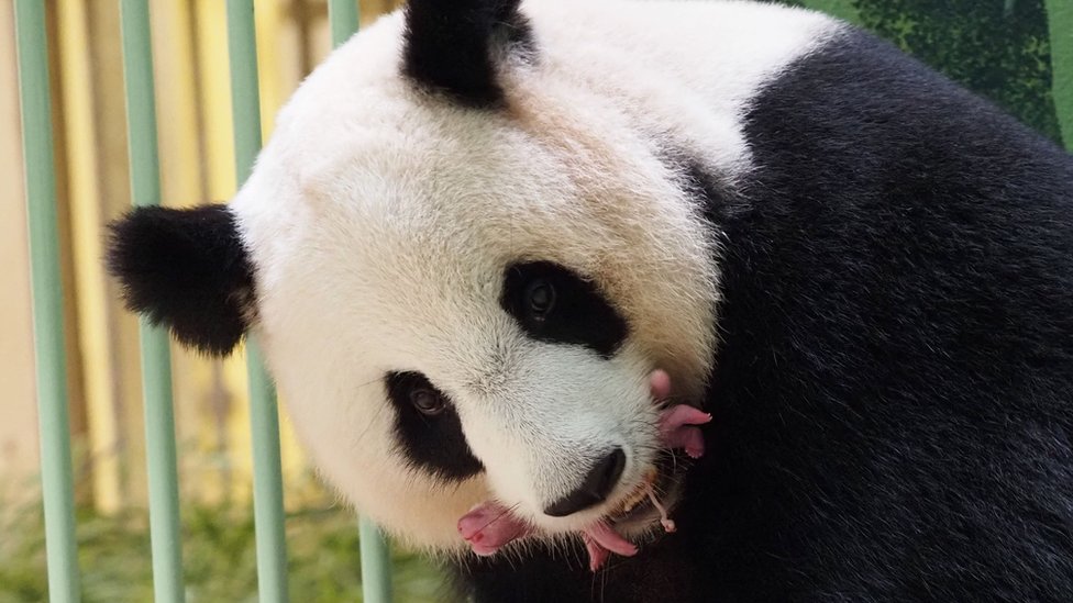 Francuska i životinje: Dva mladunčeta pande rođena u zoološkom vrtu 1 Huan Huan giant panda holds her newly-born twins at at the ZooParc de Beauval, France