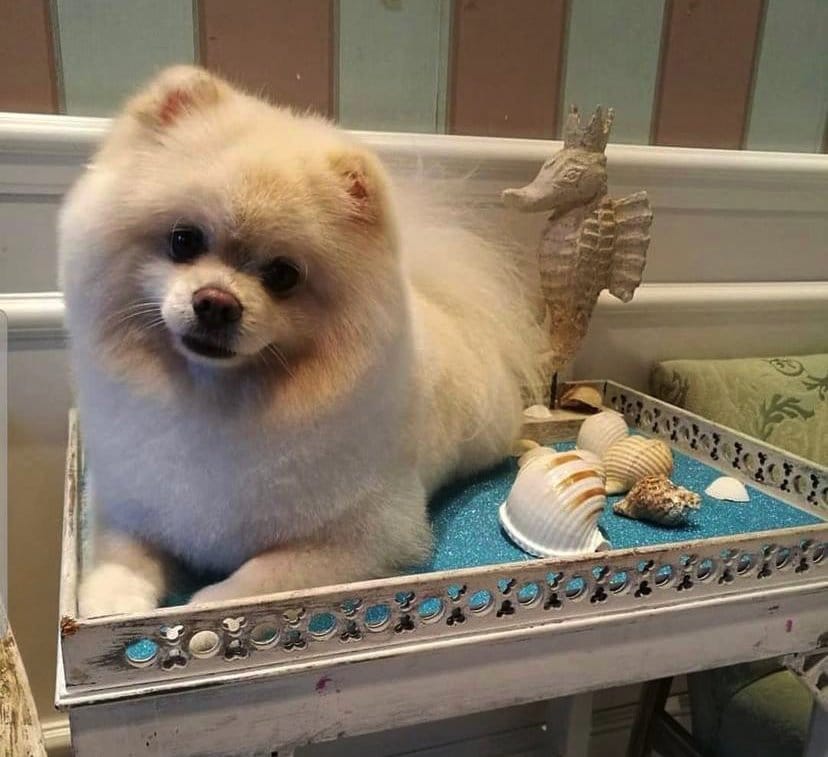 Vulf Mirjane Vuković Pančevo