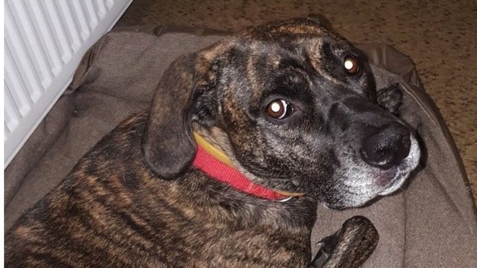 Mona, nestala na Novom Beogradu